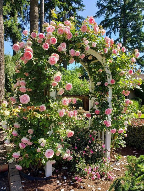 Premium Elegant Climbing Rose Flower Seeds 🌹