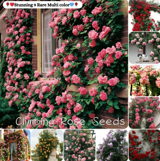 Premium Elegant Climbing Rose Flower Seeds 🌹